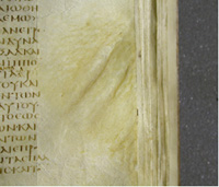 Striation in BL f.8r